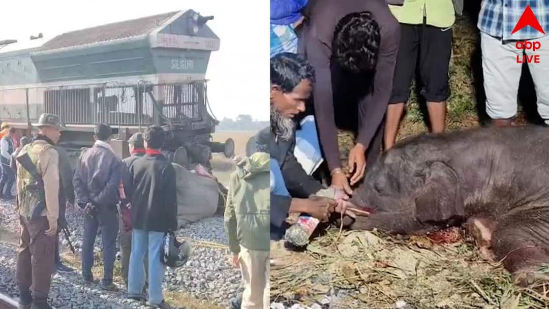 At least 8 elephants killed in Assam as Sairang-New Delhi Rajdhani Express hit them allegedly several coaches derailed Assam Train Accident: ভয়ঙ্কর ট্রেন দুর্ঘটনা অসমে, ইঞ্জিন-সহ লাইচ্যুত ৫ কামরা, রাজধানী এক্সপ্রেসের ধাক্কায় মৃত্যু কমপক্ষে ৭ হাতির