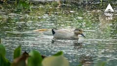 দেরিতে শুরু পরিষ্কারের কাজ! শীত পড়লেও পরিযায়ী পাখির দেখা নেই সাঁতরাগাছি ঝিলে