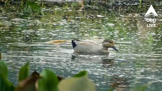 Migratory Birds: দেরিতে শুরু পরিষ্কারের কাজ! শীত পড়লেও পরিযায়ী পাখির দেখা নেই সাঁতরাগাছি ঝিলে