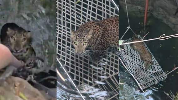 Leopard In Chhatrapati Sambhajinagar: शेतपंप चालू करण्यासाठी जाताच हालचाल; बारकाईने बघताच विहिरीत बिबट्या दिसला, वैजापूरमधील घटना, पुढे काय घडलं?, PHOTO