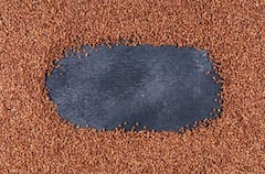 घर के किचन गार्डन में रागी उगाना हुआ आसान, जानिए बुवाई से कटाई तक पूरा तरीका