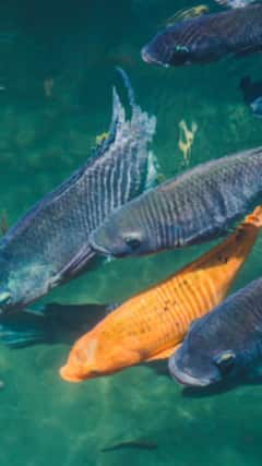 भारतीय नदियों का राजा कहलाने वाली मछली कौन-सी है?