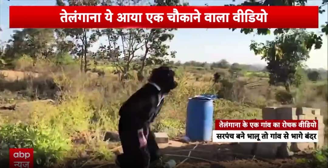 Breaking News: Telangana Sarpanch Dresses as Bear to Chase Away Monkeys, Viral Video Sparks Buzz