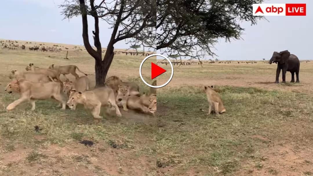Frightened by the elephant pride of lions resting in the forest ran away video goes viral on internet Video: 'शेर के झुंड पर भारी पड़ा हाथी' गजराज के सामने दुम दबाकर भागा जंगल के राजा का परिवार- वीडियो वायरल