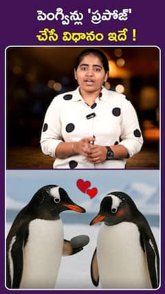 పెంగ్విన్లు 'ప్రపోజ్'  చేసే విధానం ఇదే !