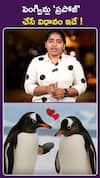 పెంగ్విన్లు 'ప్రపోజ్'  చేసే విధానం ఇదే !