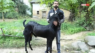 हिमाचल प्रदेश: महज 15 महीने के बकरे का 130 किलो वजन, कीमत जान रह जाएंगे हैरान