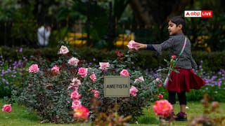 विंटर रोज शो में दिखेगा गुलाबों का जलवा, खुशबू और रंगों से सजेगा दिल्ली का रोज गार्डन
