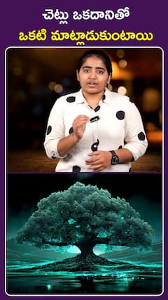 చెట్లు ఒకదానితో ఒకటి మాట్లాడుకుంటాయి