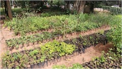 Tirumala News: తిరుమల కొండలకు మరో మణిహారం.. 3.90 ఎకరాల్లో దివ్య ఔషధ వనం ఏర్పాటు