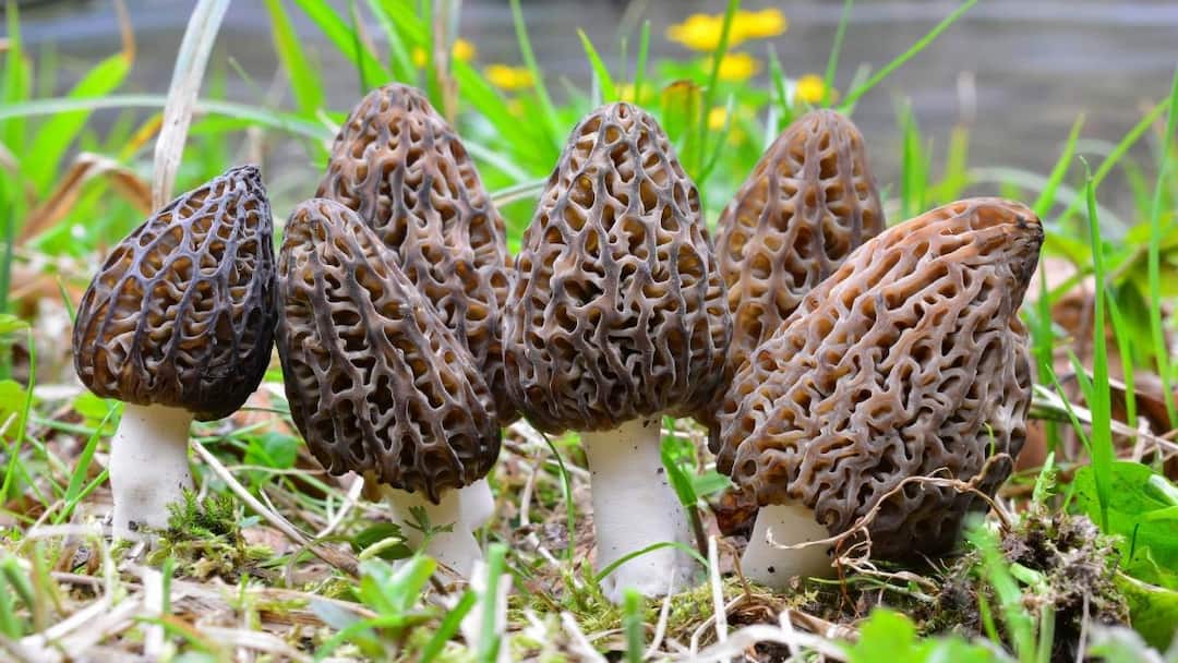 ரஷ்ய அதிபர் விருந்தில் இடம்பிடித்த குச்சி காளான்.. அடேங்கப்பா இவ்ளோ ஸ்பெஷலா?