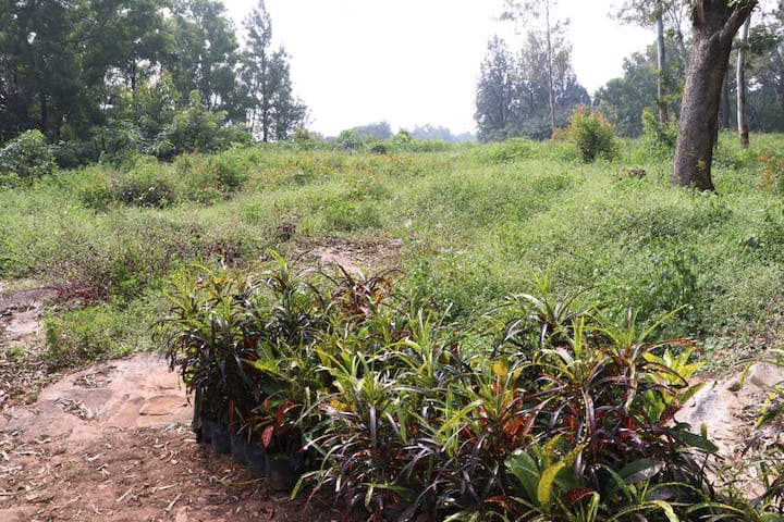 ఏపీ సీఎం చంద్రబాబు నాయుడు ఆదేశాల మేరకు అరుదైన, అంతరించిపోతున్న ఔషధ మొక్కలకు నిలయంగా ఉన్న శేషాచలం అడవులకు జీవనాడిగా దివ్య ఔషధ వనాన్ని ఏర్పాటు చేయాలని టీటీడీ నిర్ణయం తీసుకుంది.