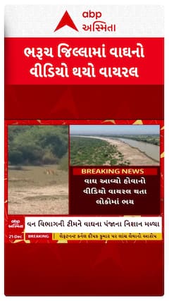 Bharuch Tiger Video : ભરુચમાં વાઘનો વીડિયો વાયરલ થતાં લોકોમાં ભયનો માહોલ