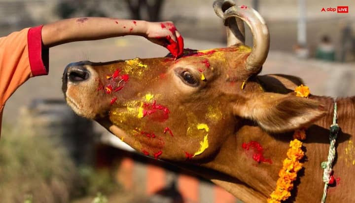 महिलाएं साल के पहले दिन गाय को ताजी रोटी खिलाएं. जरुरतमंदों को अन्न, धन, कंबल या जरुरत की चीजों का दान दें.