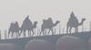 Cold Wave Tightens Grip: Dense Fog Engulfs Rajasthan’s Dholpur, Dausa; Visibility Drops Across North India