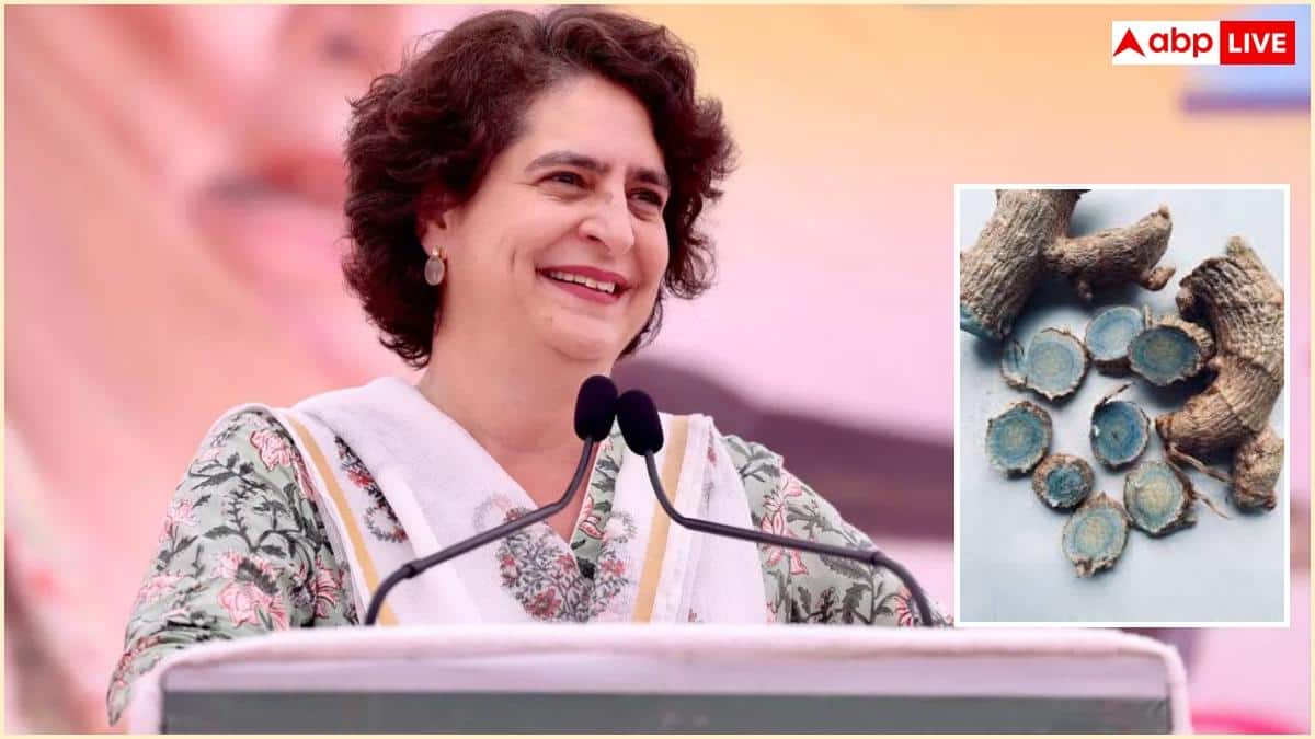 Blue Turmeric: प्रियंका गांधी रोज खाती हैं नीली हल्दी, आप भी जान लीजिए इसके फायदे