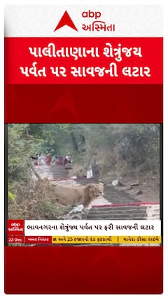 Lion In Palitana: શેત્રુંજય પર્વતના પગથિયા પર સિંહ આવી ચડતા અફરા-તફરી