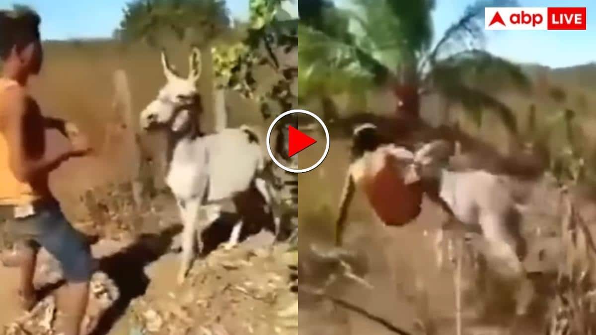 Video: गधे पर लगातार चांटे बरसा रहा था मालिक, बेजुबान ने ऐसा सिखाया सबक कि लगाने लगा गुहार- वीडियो वायरल