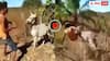 Video: गधे पर लगातार चांटे बरसा रहा था मालिक, बेजुबान ने ऐसा सिखाया सबक कि लगाने लगा गुहार- वीडियो वायरल