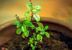 આ  5 લોકો માટે તુલસીનું પાણી છે વરદાન સમાન, જાણો તેના ચોંકાવનારા ફાયદાઓ