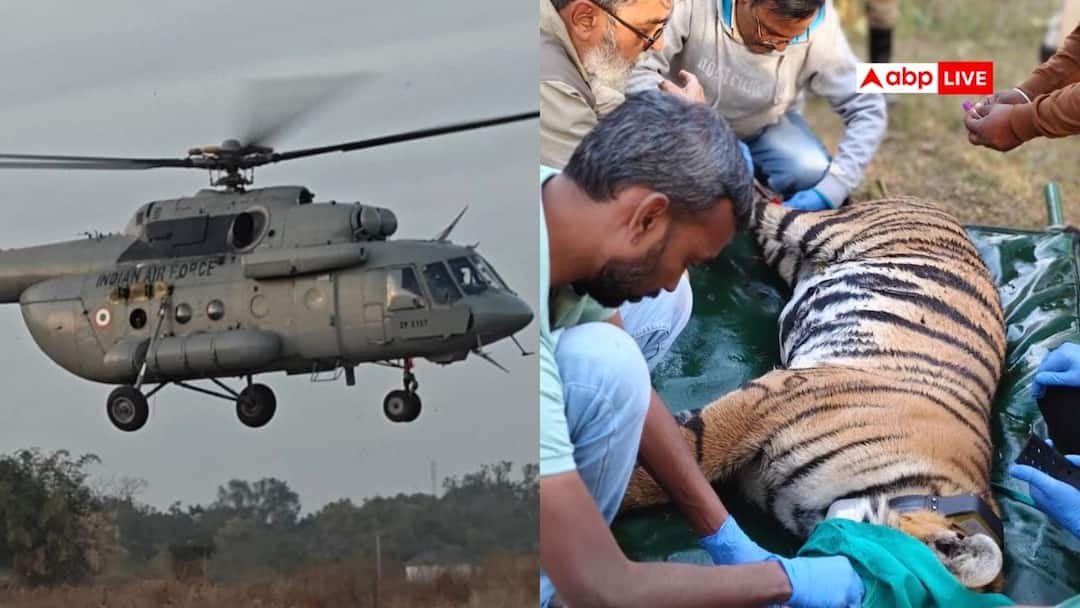 Tiger from pench reserve travels to ramgarh vishdhari Rajasthan via helicopter पेंच टाइगर रिजर्व की बाघिन हवाई सफर कर पहुंची राजस्थान, मिला सुरक्षित घर