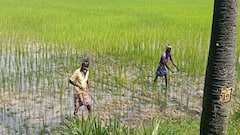 கை கொடுக்கும் கோனோவீடர்... களைகளை வயலிலேயே அழுத்தி சாகுபடி பணிகள் மேற்கொள்ளும் விவசாயிகள்