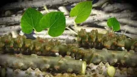 Benefits of Giloy: বর্ষাকালে গুলঞ্চের কাণ্ড অমৃতের সমান, দেয় দ্বিগুণ উপকার, বলছে গবেষণা