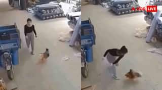 गुस्से से भरी पापा की परी से मुर्गे ने कर दी छेड़खानी, फिर पटक-पटक कर बना दिया कीमा; देखें वीडियो