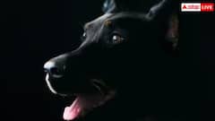 ਇਸ ਦੇਸ਼ 'ਚ ਕੁੱਤਿਆਂ 'ਤੇ ਲੱਗੀ ਪਾਬੰਦੀ, ਫੜੇ ਜਾਣ 'ਤੇ ਲੱਗਦਾ ਭਾਰੀ ਜ਼ੁਰਮਾਨਾ