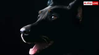 ਇਸ ਦੇਸ਼ 'ਚ ਕੁੱਤਿਆਂ 'ਤੇ ਲੱਗੀ ਪਾਬੰਦੀ, ਫੜੇ ਜਾਣ 'ਤੇ ਲੱਗਦਾ ਭਾਰੀ ਜ਼ੁਰਮਾਨਾ