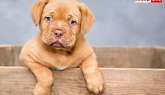 ਇਸ ਦੇਸ਼ 'ਚ ਕੁੱਤਿਆਂ 'ਤੇ ਲੱਗੀ ਪਾਬੰਦੀ, ਫੜੇ ਜਾਣ 'ਤੇ ਲੱਗਦਾ ਭਾਰੀ ਜ਼ੁਰਮਾਨਾ