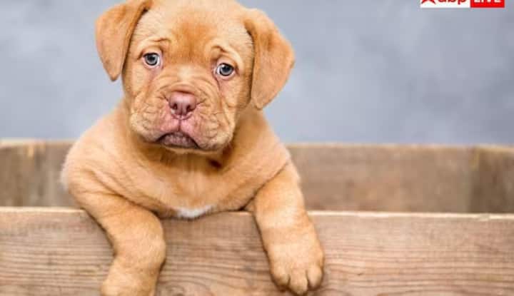 ਮਾਲਦੀਵ ਦੇ ਕਿਸੇ ਵੀ ਟਾਪੂ 'ਤੇ ਕੁੱਤਿਆਂ ਨੂੰ ਰੱਖਣਾ, ਆਯਾਤ ਕਰਨਾ ਜਾਂ ਰੱਖਣਾ ਸਖ਼ਤੀ ਨਾਲ ਗੈਰ-ਕਾਨੂੰਨੀ ਹੈ। ਇਹ ਨਿਯਮ ਨਾਗਰਿਕਾਂ, ਵਿਦੇਸ਼ੀਆਂ ਅਤੇ ਸੈਲਾਨੀਆਂ ਦੋਵਾਂ 'ਤੇ ਲਾਗੂ ਹੁੰਦਾ ਹੈ।