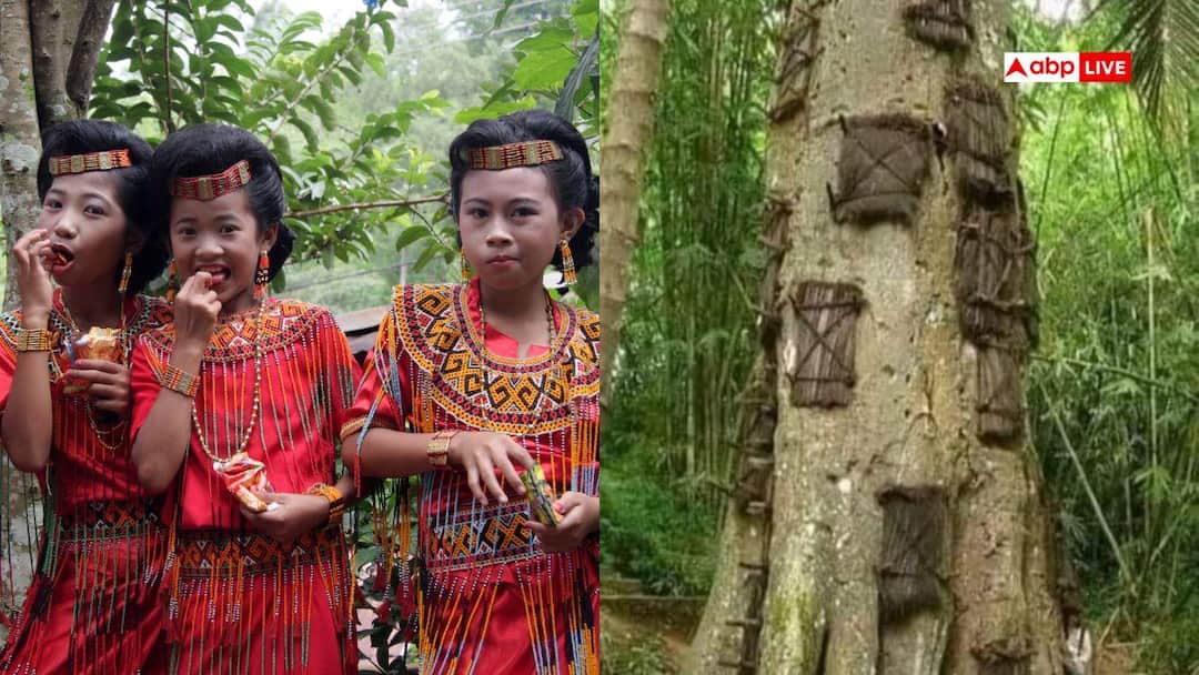 Indonesia where dead babies are buried inside tree know about toraja tribe unique tradition इस मुस्लिम देश में मरने के बाद पेड़ में करते हैं दफन, बड़ी भयानक है यह परंपरा?