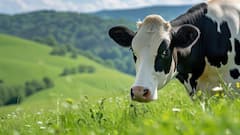 China-EU Trade Row Explained: How Dairy Became The Latest Flashpoint