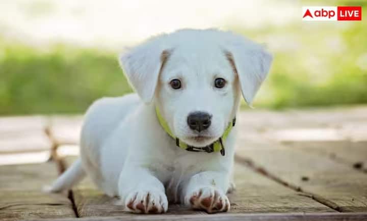 ਹਾਲ ਹੀ ਵਿੱਚ, ਮਾਲਦੀਵ ਦੇ ਰਾਸ਼ਟਰਪਤੀ ਮੁਹੰਮਦ ਮੁਈਜ਼ੂ ਨੇ ਪਸ਼ੂ ਭਲਾਈ ਐਕਟ ਨੂੰ ਮਨਜ਼ੂਰੀ ਦਿੱਤੀ। ਇਹ ਕਾਨੂੰਨ ਕੁੱਤਿਆਂ ਸਮੇਤ ਵਰਜਿਤ ਜਾਨਵਰਾਂ ਲਈ ਸਜ਼ਾਵਾਂ ਨੂੰ ਕਾਫ਼ੀ ਸਖ਼ਤ ਕਰਦਾ ਹੈ, ਅਤੇ ਕਸਟਮ, ਬੰਦਰਗਾਹਾਂ ਅਤੇ ਟਾਪੂਆਂ 'ਤੇ ਲਾਗੂਕਰਨ ਨੂੰ ਮਜ਼ਬੂਤ ਕਰਦਾ ਹੈ।