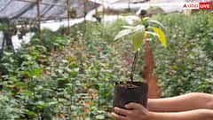 दिल्ली सरकार की इस नर्सरी से फ्री में घर ला सकते हैं पौधे, जान लीजिए पूरा एड्रेस