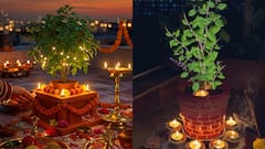 శాస్త్రం నుంచి విజ్ఞానం వరకు హెచ్చరిక! చీకటి పడ్డాక తులసి ఆకులు తుంచితే ఏం జరుగుతుందో తెలుసా?