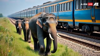 असम में ट्रैक पर 7 हाथियों की मौत के बाद रेलवे का अहम फैसला, AI-आधारित सिस्टम की मदद से उठाया बड़ा कदम