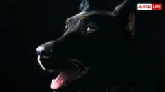 Ban On Dogs: इस देश में लगा है कुत्तों पर प्रतिबंध, पकड़े जाने पर लगता है भारी जुर्माना