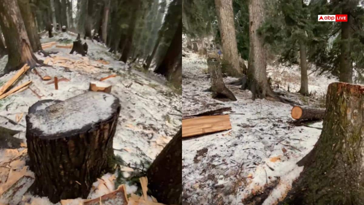 Watch: जम्मू-कश्मीर में हो रही पेड़ों की अंधाधुंध कटाई, ट्रेकर की वायरल वीडियो से मचा हड़कंप