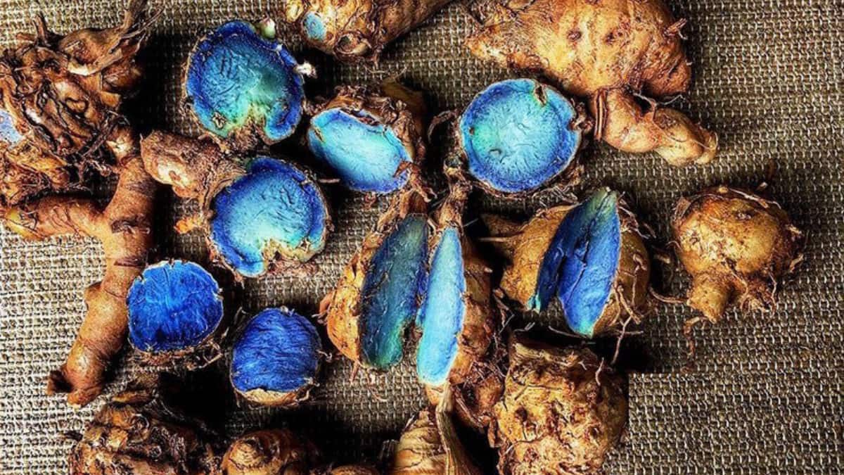 Priyanka Gandhi Mentions Blue Turmeric During Winter Session: Know What It Is, Its Health Benefits, And More