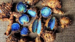 Priyanka Gandhi Mentions Blue Turmeric During Winter Session: Know What It Is, Its Health Benefits, And More