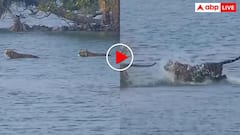 इसे कहते हैं असली राजशाही, रणथंभौर में एक साथ नदी पार करती दिखी टाइगर फैमिली, कैमरे में कैद हुआ दुर्लभ दृश्य