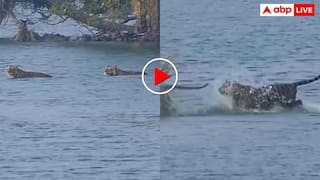 इसे कहते हैं असली राजशाही, रणथंभौर में एक साथ नदी पार करती दिखी टाइगर फैमिली, कैमरे में कैद हुआ दुर्लभ दृश्य