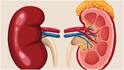 Damaged Kidney Recovery : కిడ్నీ చెడిపోయినా ఆరోగ్యంగా మార్చవచ్చా? తాజా అధ్యయనంలో ఇంట్రెస్టింగ్ విషయాలు