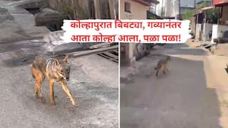 कोल्हापुरात बिबट्या गव्यानंतर आता 'कोल्हा आला रे कोल्हा'; भरवस्तीत कोल्हा शिरला