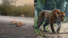 వేర్వేరు ప్రమాదాల్లో పులి, చిరుతపులి మృతి.. విచారణకు పవన్ కళ్యాణ్ ఆదేశాలు