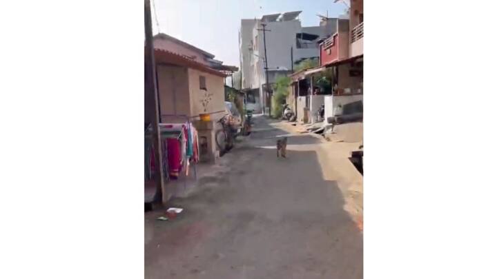 काल (23 डिसेंबर) भरदिवसा कोल्हापूरमधील कसबा बावड्यामध्ये भर वस्तीमध्ये कोल्हा आल्याने अनेकांचा थरकाप झाला.