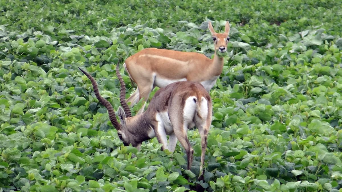 Three Rare Blackbucks Found Shot Dead In Karnataka's Chikkkamgalur, Forest Officials Launch Probe