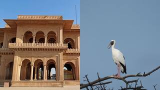 भरतपुर में बिताएं सर्दियों की छुट्टियां, केवलादेव नेशनल पार्क, ऐतिहासिक किले और धार्मिक स्थल मोह लेंगे मन